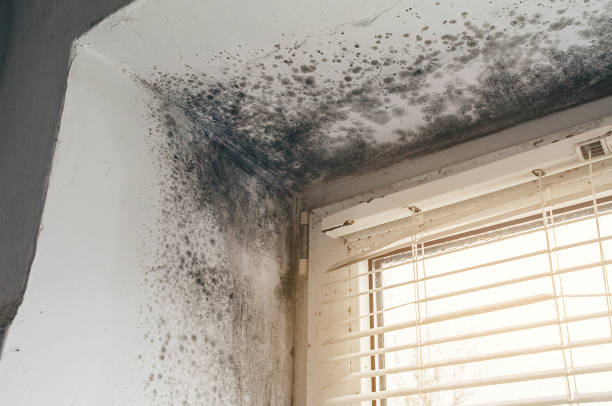 Affordable Mold Removal solutions in Rawlings, MD